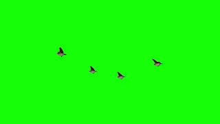 Flying Birds Green Screen #frog #green #screen #greenscreen #vfx #chromakey #studio #video #viral