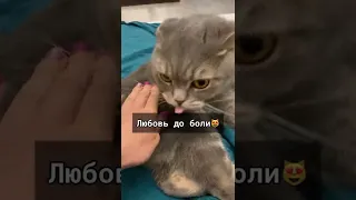 Кошачий КУСЬ»? Что это такое?