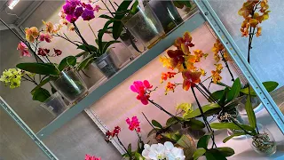 ОРХИДЕИ ОСВЕЩЕНИЕ светильники и стеллажи для орхидей и когда отключать подсветку ОРХИДЕЯМ