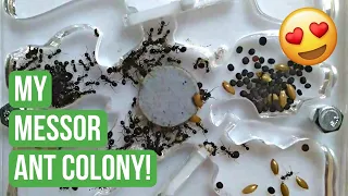 Showing You My Messor Barbarus Ant Colony! | Ant Keeping | BRUMA Ants