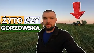 MIESZANKA GORZOWSKA CZY ŻYTO NA KISZONKĘ ? #subiektywnaopinia