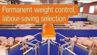 Automatic pig sorting scale | TriSortpro