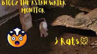 ⚠️Warning Live Feeding⚠️ Water Monitor Eat 3 Medium Rats