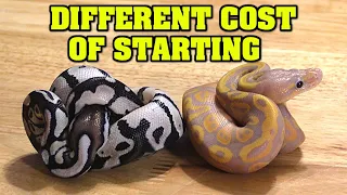 How much to invest in BALL PYTHONS to start. A little $, or a LOT OF $$$? Which is right for YOU?