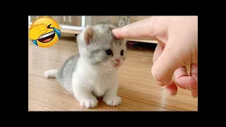Cutest Cats and Dogs 😻🐶 New Funny Videos 2024 🤣😺 #71