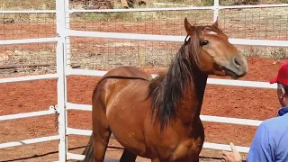 4BP Horses™ Training Program Online