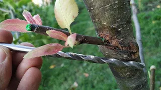 Grafting trees with a drill