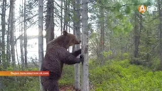 Медведица с медвежатами попалась на фотоловушку