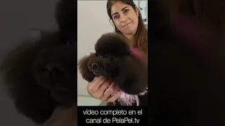 Carita bonita estilo asiático para caniche con tijeras, groomer Paqui Ortega