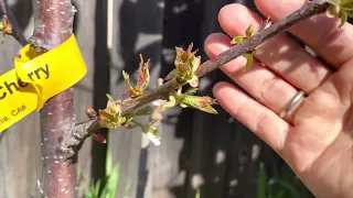 Semi dwarfs Bing cherry fruit tree blooming 2023