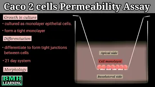 Caco 2 Cells Permeability Assay