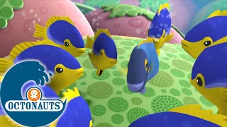 Octonauts - Créatures de mer égoïstes | Dessins animés pour enfants