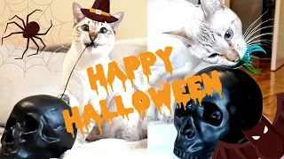 Cat playing with a skull - HAPPY HALLOWEEN 2023! Happy Meowlloween!