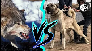 Kangal vs Grey Wolf: Could the Strongest Dog Survive?