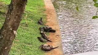 Smooth-coated Otters, River Valley, Singapore, May 2024