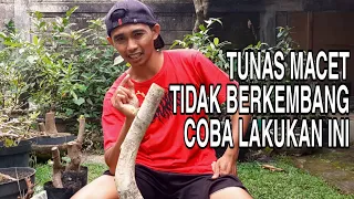 Perlakuan Bonsai Setelah Tumbuh Tunas