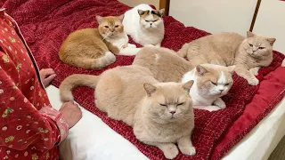 四六時中、母のそばにいたがる猫たち