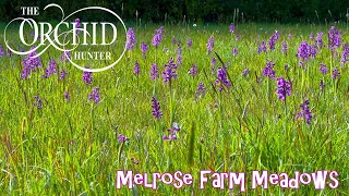 Melrose Farm Meadows (18th April 2024) - OH147