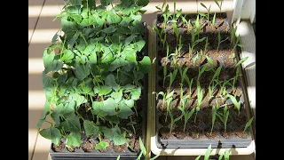 Seed-Starting Basics #1: Everyone Can Grow a Garden (2021)