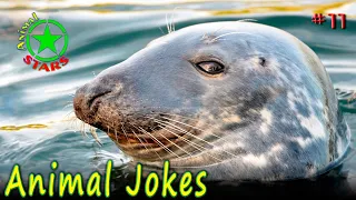 Animal Jokes 🐶 🐒 🐼 Funny Dogs Cute Cats Amazing Pets Funny Jokes 2020 №11