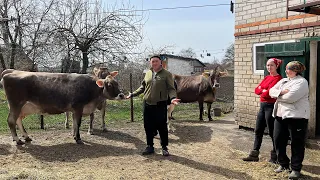 Все буде Україна! Маленька ферма Brown Swiss, господарство на продаж? Все для корів, а не замість...