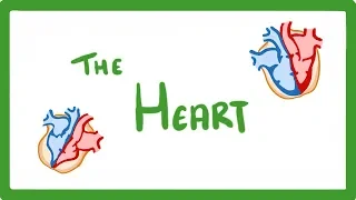 GCSE Biology - The Heart  #23