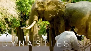 So You Want To Be A Wildlife Filmmaker? | Dynasties: Behind The Scenes | Earth Unplugged