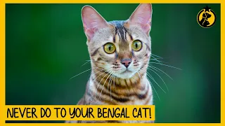 10 Things You Must Never Do to Your Bengal Cat