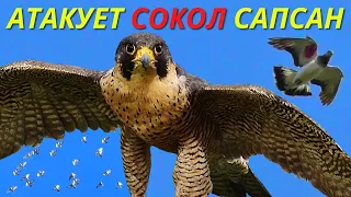 Воздушный бой Сокола Сапсана и Голубей / Aerial battle peregrine falcon and pigeons