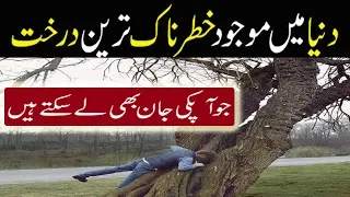 World most dangerous tree in the world | duniya ka khatarnak darakht | Most Amazing | by funtv facts