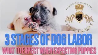 Stages of Dog Labor Delivery Puppy Birth How are Puppies Born? Learn Canine Pregnancy Pregnant Dogs