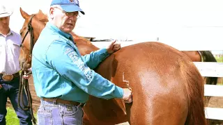 Positioning Yourself During Equine Massage  - Back of Horse