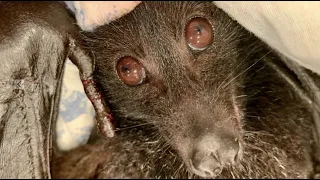 Rescuing a flying-fox tangled in kite string:  this is Tarzanna