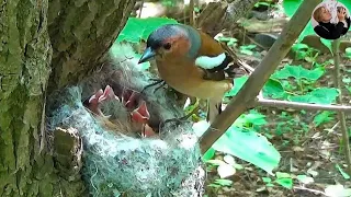 In the finch's nest (Fringilla coelebs) - Documentary