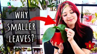 What to do if your Moth Orchid grows smaller leaves? - Orchid Care for Beginners