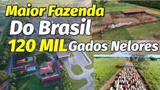 CONHEÇA A MAIOR FAZENDA DO BRASIL  !!  - Fazenda Nova Piratininga