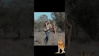 Kangaroo Chasing a man in Australia #kangaroo