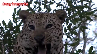 SafariLive June 09- Leopard Hosana and his dad Tingana having a little argue.