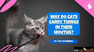 Why Do Cats Carry Things in Their Mouths | Top Cat Breeds