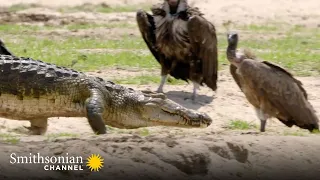 Battle of Scavenger Supremacy: Crocodile vs Vulture 🐊 Tales From Zambia | Smithsonian Channel