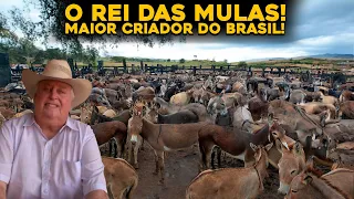 CONHEÇA A MAIOR FAZENDA DE BURROS E MULAS DO BRASIL - INCRÍVEL!