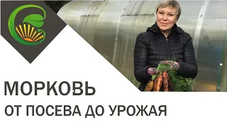 Морковь   от посева до урожая