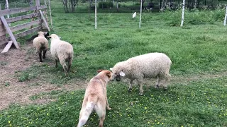 Австралийский хилер работа с овечками