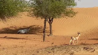 #Dubai Dubai Desert Conservation Reserve | Al Maha (Arabian Oryx) with Arabian Gazelle in the desert