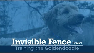 Training a Goldendoodle to Use Invisible Fence