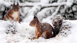 Cat & Dog TV: Snow Squirrels Special feat. Lil' Birds 4K 10 Hours