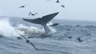Orca vs Whale