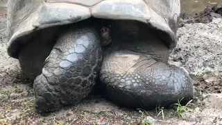 Z-Learning Ep. 44: Galapagos Tortoise