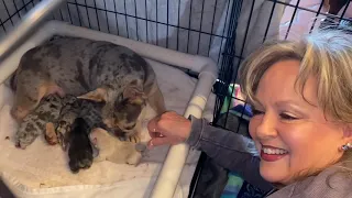 Frenchie puppies come home from c section