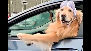 Die besten Hunde Videos 2021, Teil 3, Cute and Funny Dogs Videos.